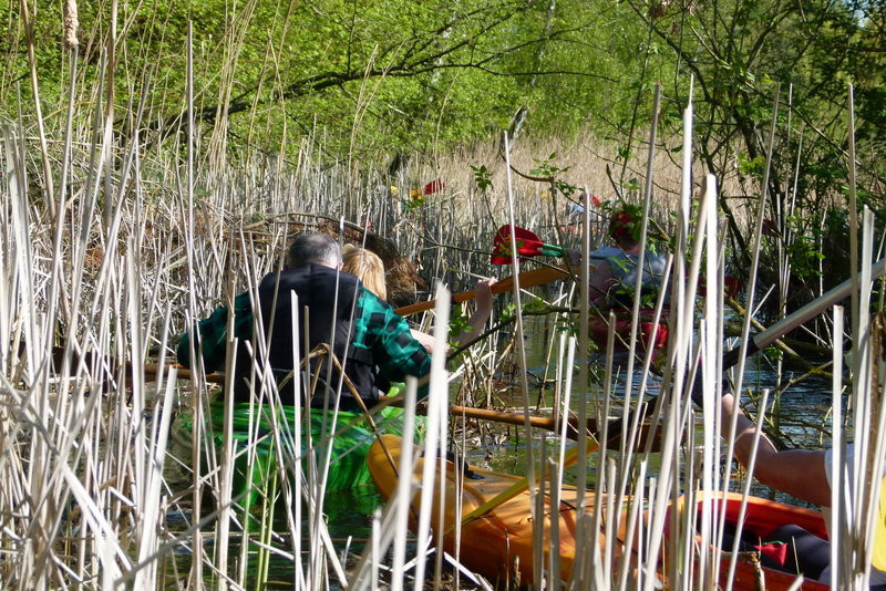 Kajakami z Osiecznej do Kościana (zdjęcia)