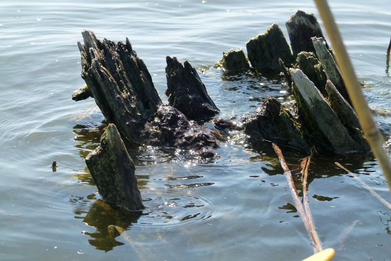 Kajakami z Osiecznej do Kościana (zdjęcia)