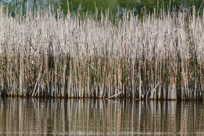 Kajakami z Osiecznej do Kościana (zdjęcia)