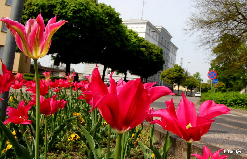 Jolanta Kwaśniewska kwitnie w Lesznie (zdjęcia)