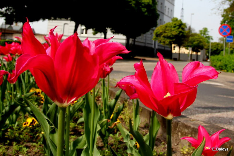 Jolanta Kwaśniewska kwitnie w Lesznie (zdjęcia)