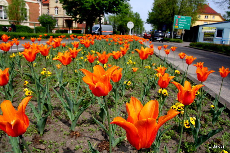 Jolanta Kwaśniewska kwitnie w Lesznie (zdjęcia)