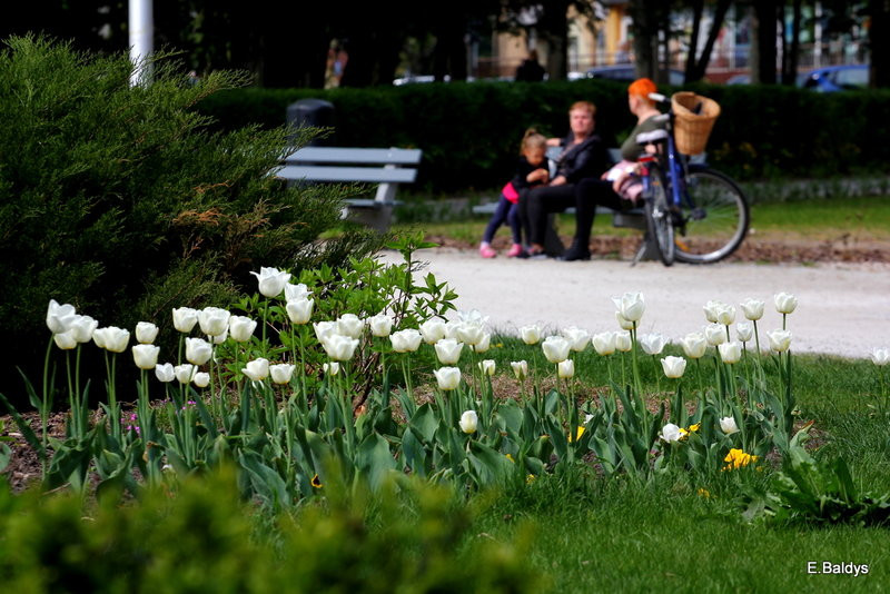 Jolanta Kwaśniewska kwitnie w Lesznie (zdjęcia)