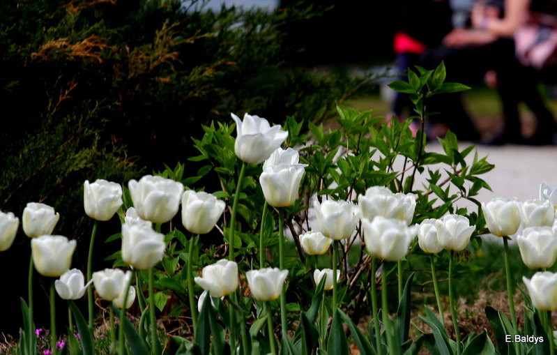Jolanta Kwaśniewska kwitnie w Lesznie (zdjęcia)