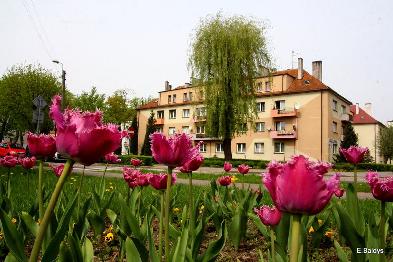 Jolanta Kwaśniewska kwitnie w Lesznie (zdjęcia)