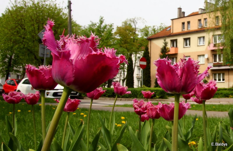 Jolanta Kwaśniewska kwitnie w Lesznie (zdjęcia)
