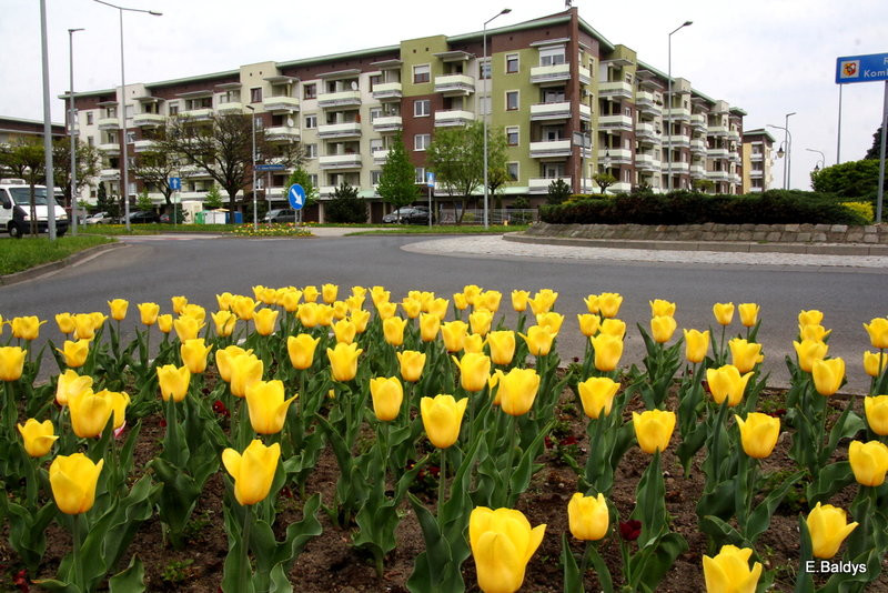 Jolanta Kwaśniewska kwitnie w Lesznie (zdjęcia)