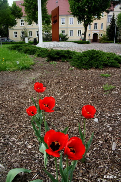 Jolanta Kwaśniewska kwitnie w Lesznie (zdjęcia)