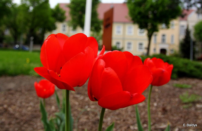 Jolanta Kwaśniewska kwitnie w Lesznie (zdjęcia)
