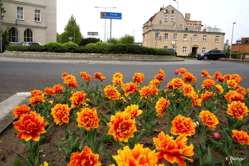 Jolanta Kwaśniewska kwitnie w Lesznie (zdjęcia)