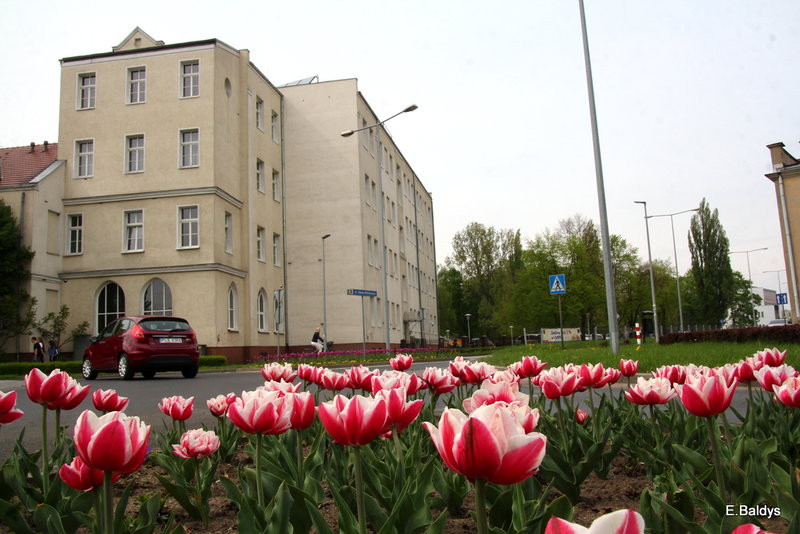 Jolanta Kwaśniewska kwitnie w Lesznie (zdjęcia)