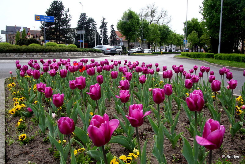 Jolanta Kwaśniewska kwitnie w Lesznie (zdjęcia)