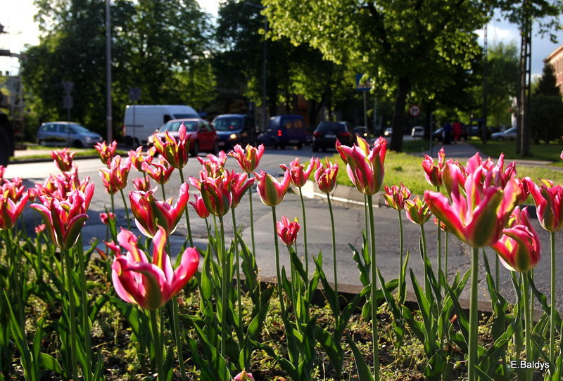 Jolanta Kwaśniewska kwitnie w Lesznie (zdjęcia)