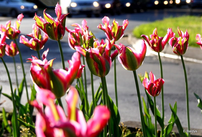 Jolanta Kwaśniewska kwitnie w Lesznie (zdjęcia)