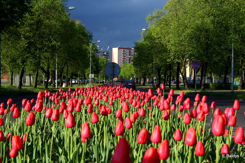 Jolanta Kwaśniewska kwitnie w Lesznie (zdjęcia)
