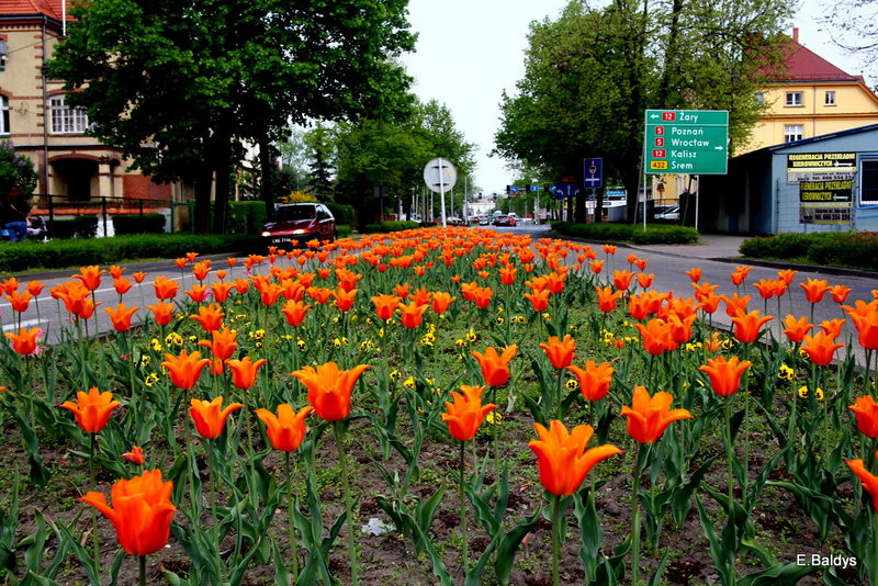 Jolanta Kwaśniewska kwitnie w Lesznie (zdjęcia)