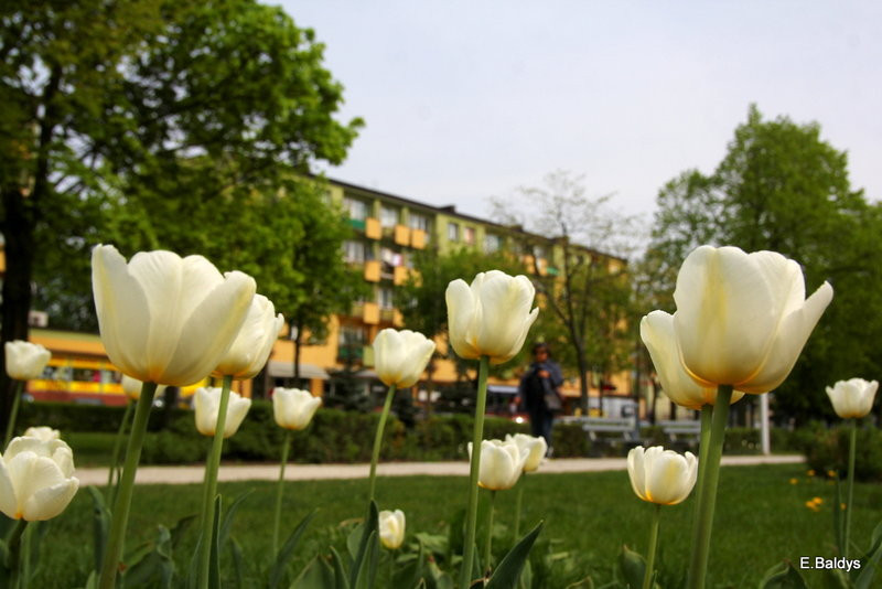 Jolanta Kwaśniewska kwitnie w Lesznie (zdjęcia)