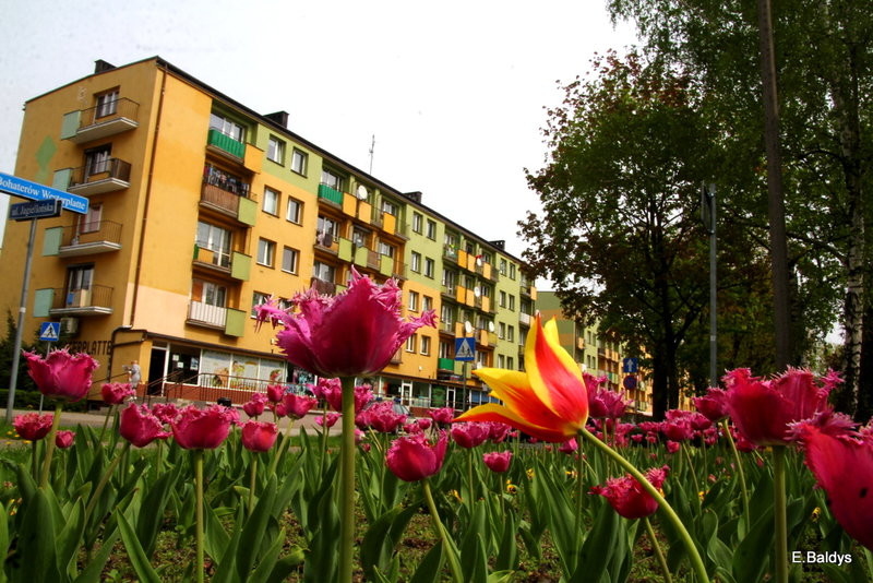 Jolanta Kwaśniewska kwitnie w Lesznie (zdjęcia)