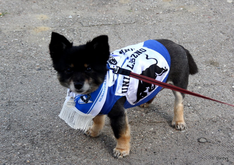 Kibice w biało-niebieskim kolorze (zdjęcia)