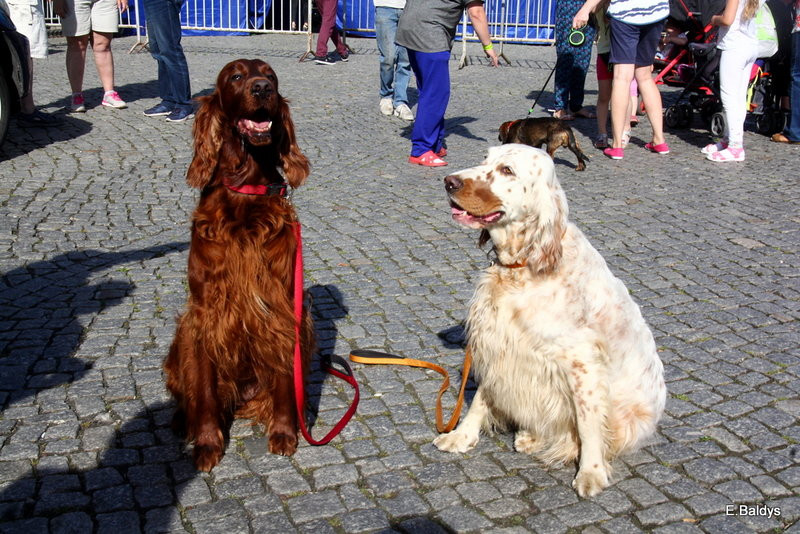 Rynek bigosem pachnący (zdjęcia)