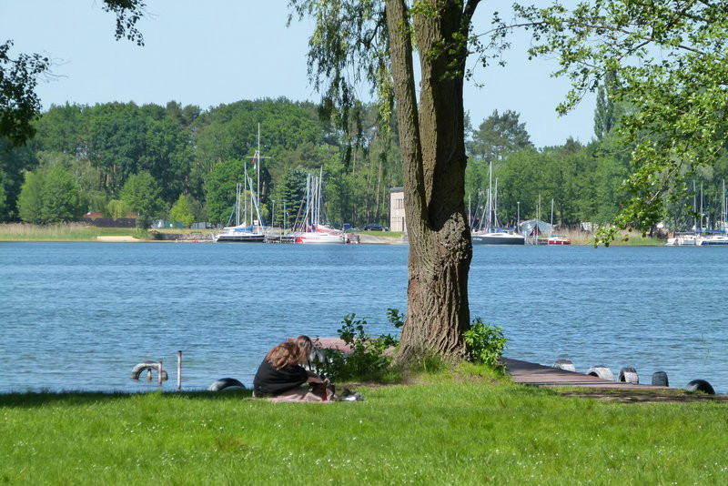 Jezioro Dominickie bardziej czyste (zdjęcia)