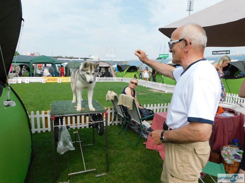 Psie piękności w Lesznie (zdjęcia)