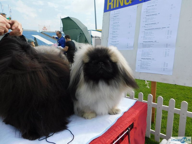 Psie piękności w Lesznie (zdjęcia)