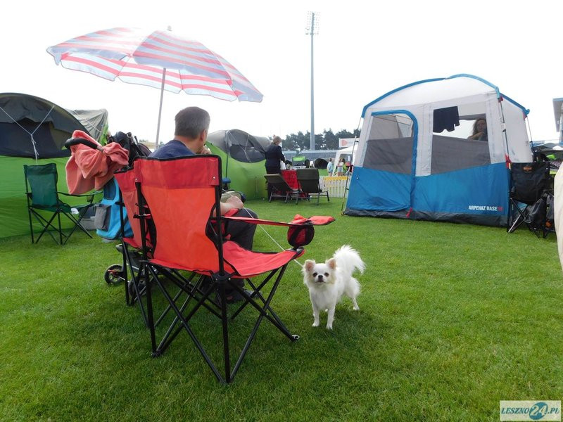 Psie piękności w Lesznie (zdjęcia)