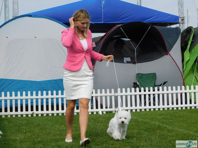 Psie piękności w Lesznie (zdjęcia)