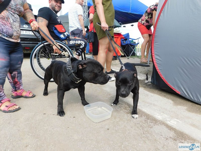Psie piękności w Lesznie (zdjęcia)