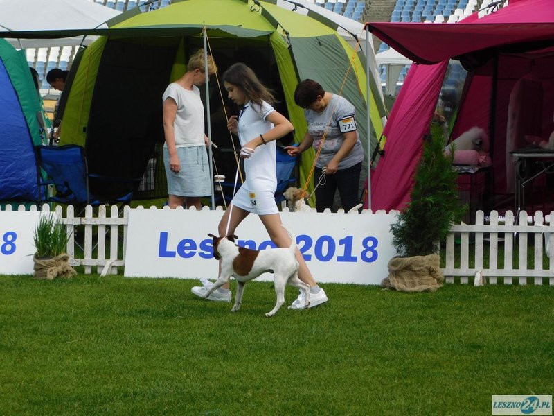 Psie piękności w Lesznie (zdjęcia)