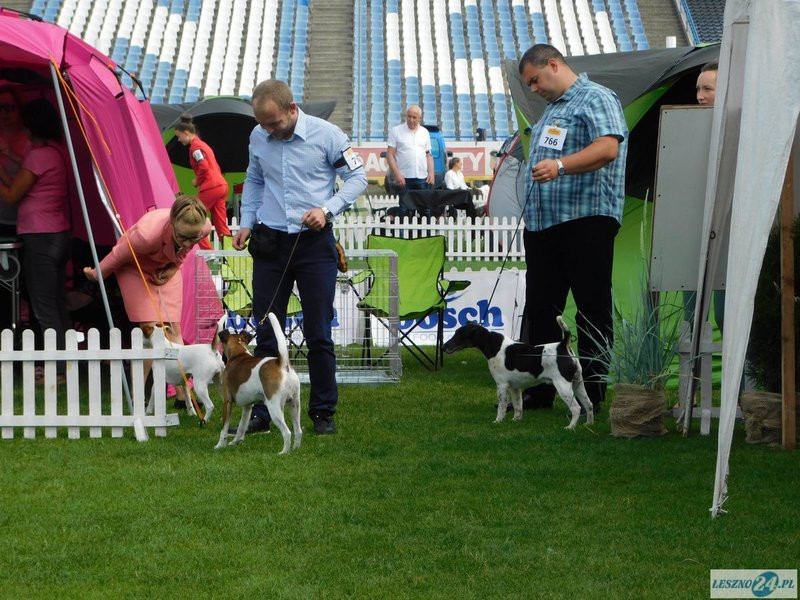 Psie piękności w Lesznie (zdjęcia)