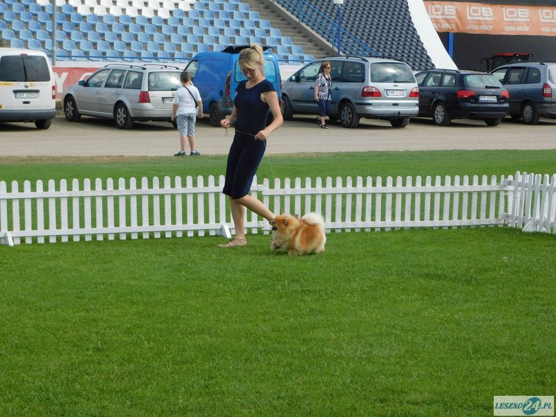 Psie piękności w Lesznie (zdjęcia)