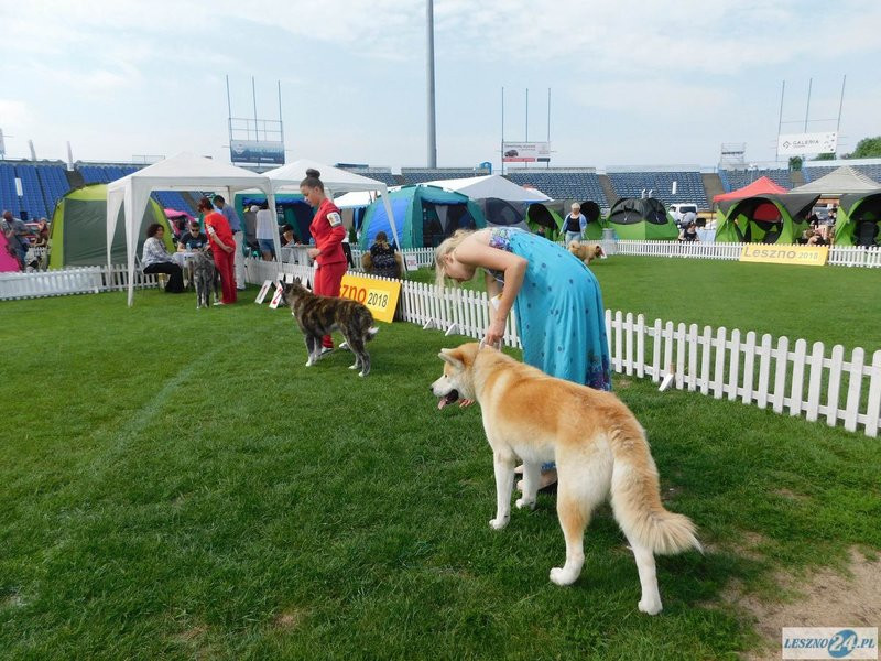 Psie piękności w Lesznie (zdjęcia)