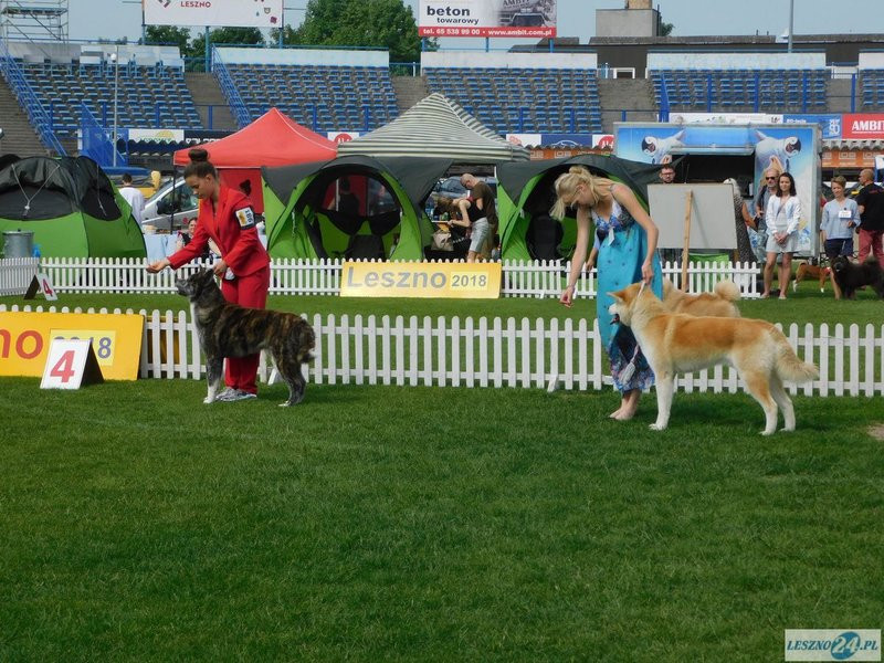Psie piękności w Lesznie (zdjęcia)