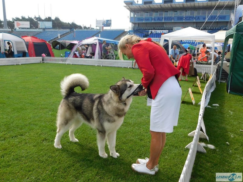 Psie piękności w Lesznie (zdjęcia)