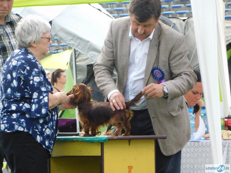 Psie piękności w Lesznie (zdjęcia)