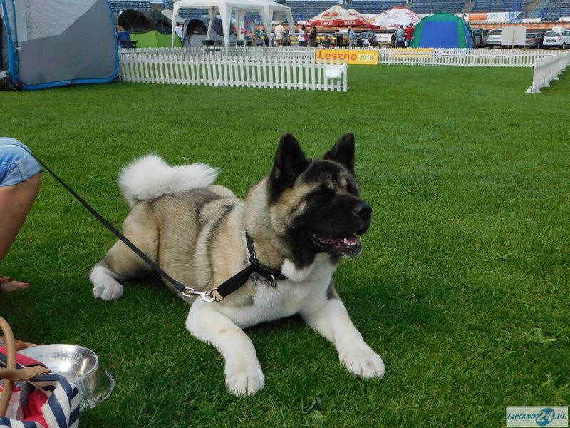 Psie piękności w Lesznie (zdjęcia)