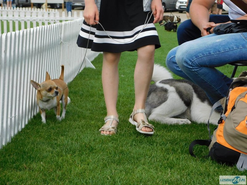Psie piękności w Lesznie (zdjęcia)