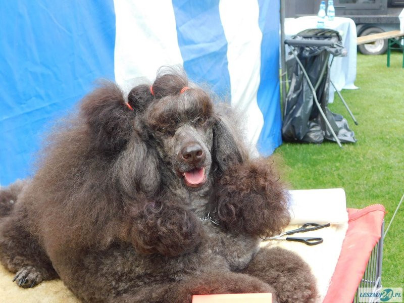 Psie piękności w Lesznie (zdjęcia)