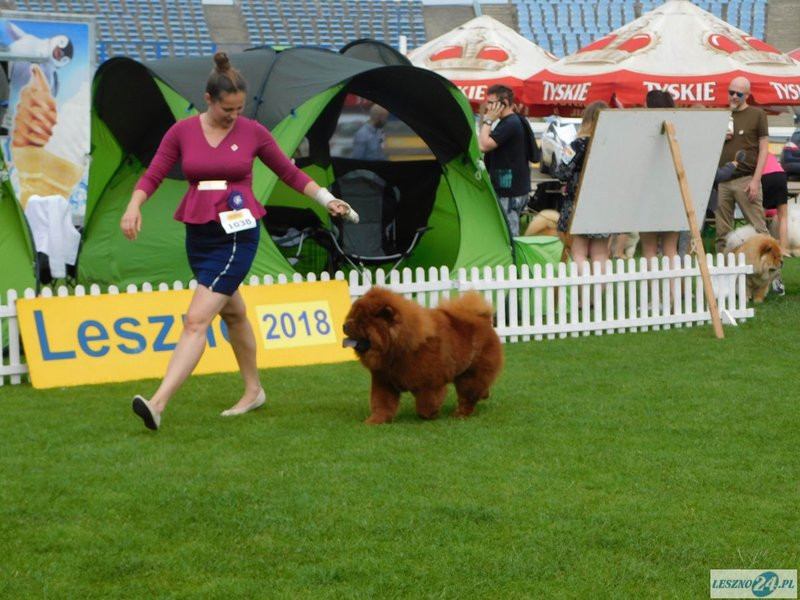 Psie piękności w Lesznie (zdjęcia)