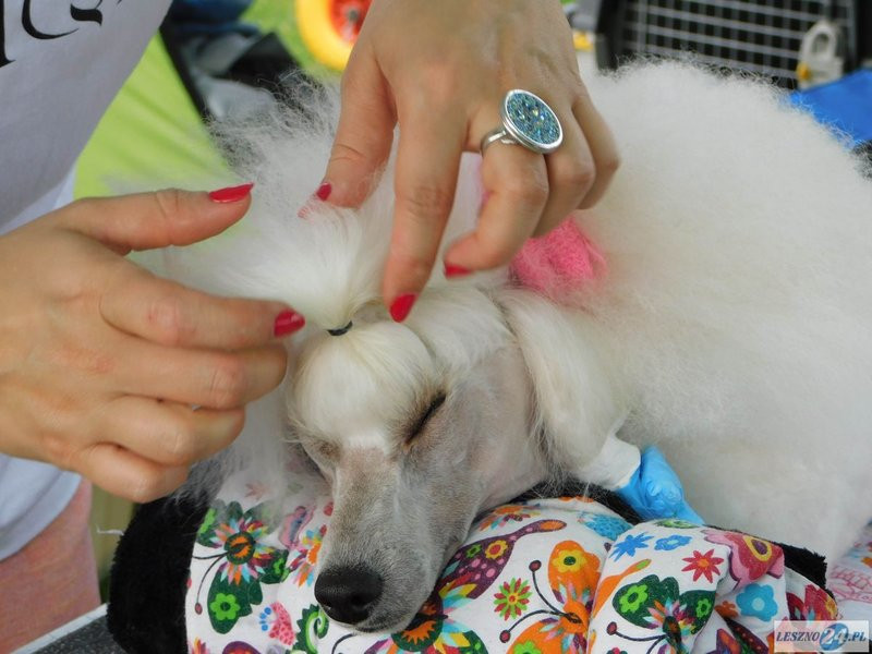 Psie piękności w Lesznie (zdjęcia)