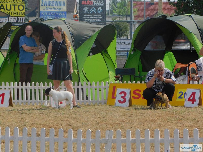 Psie piękności w Lesznie (zdjęcia)