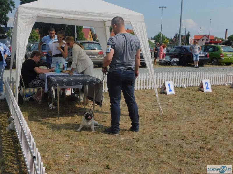 Psie piękności w Lesznie (zdjęcia)