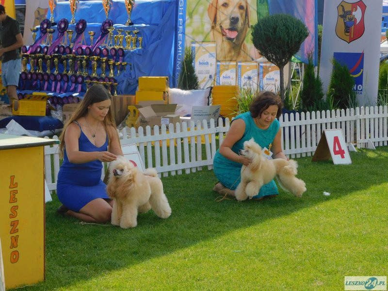 Psie piękności w Lesznie (zdjęcia)