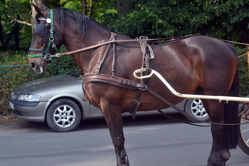 Dzień Dziecka w Drobninie (zdjęcia)