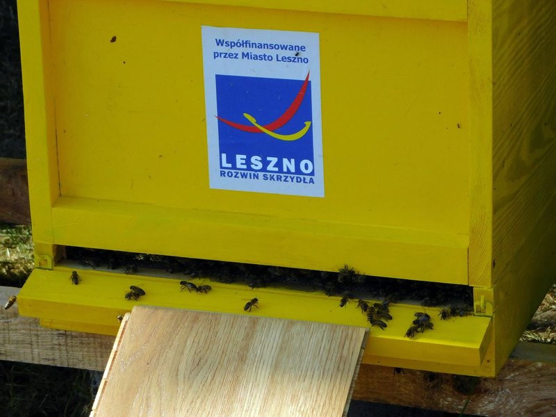 Pyszny miód z miejskiej pasieki (kilka zdjęć)