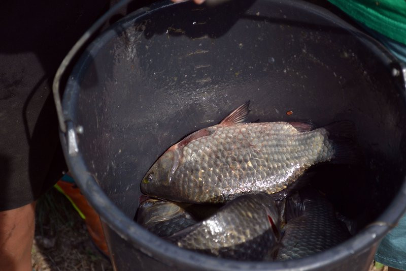 Wędkowali w Pawłowicach (zdjęcia)