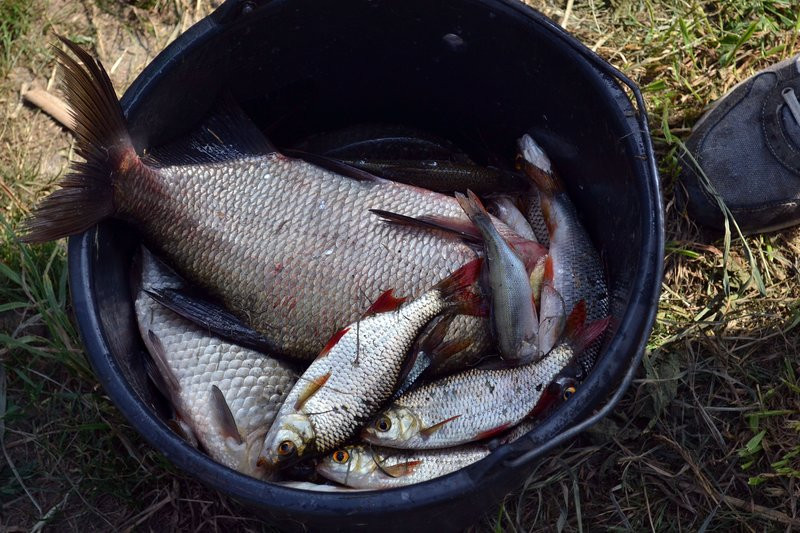 Wędkowali w Pawłowicach (zdjęcia)