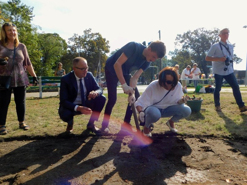 Amazonki posadziły żonkile (zdjęcia)